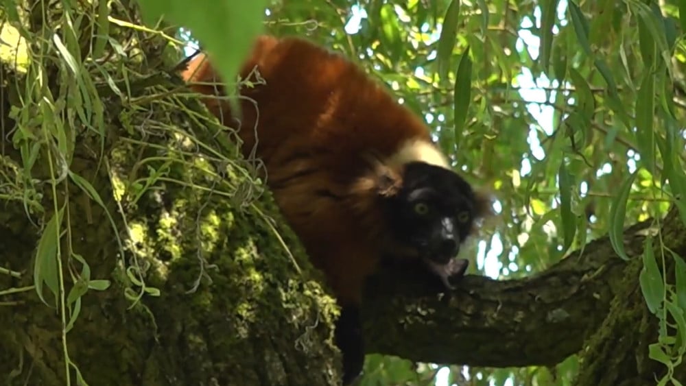 How did the red ruffed lemur escape from Artis?