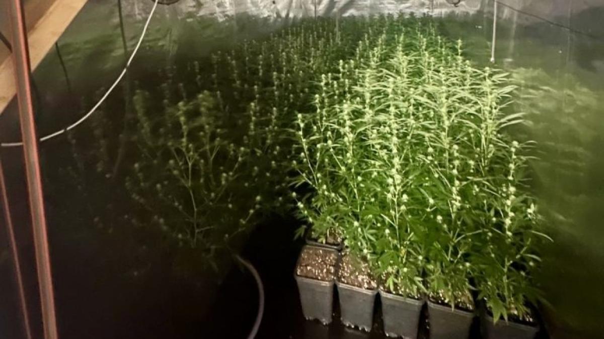Burgemeester Zaanstad sluit illegale hennepplantage, politie verricht aanhouding