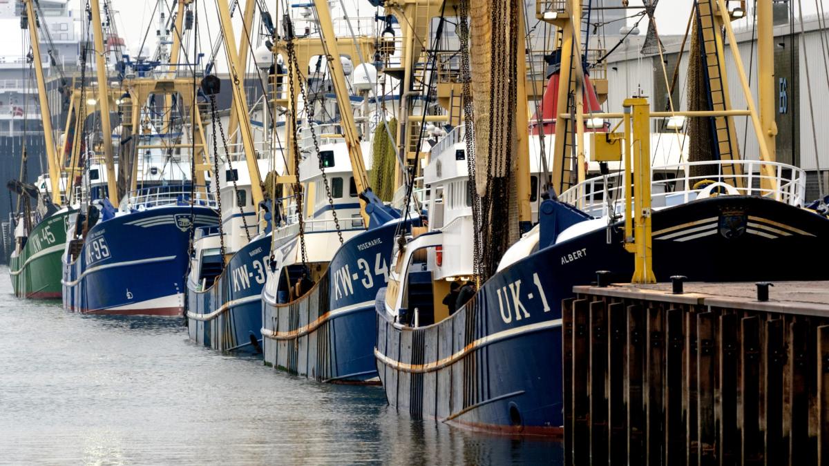 Vis wordt duur betaald: Politie houdt man aan voor illegale vishandel IJmuiden