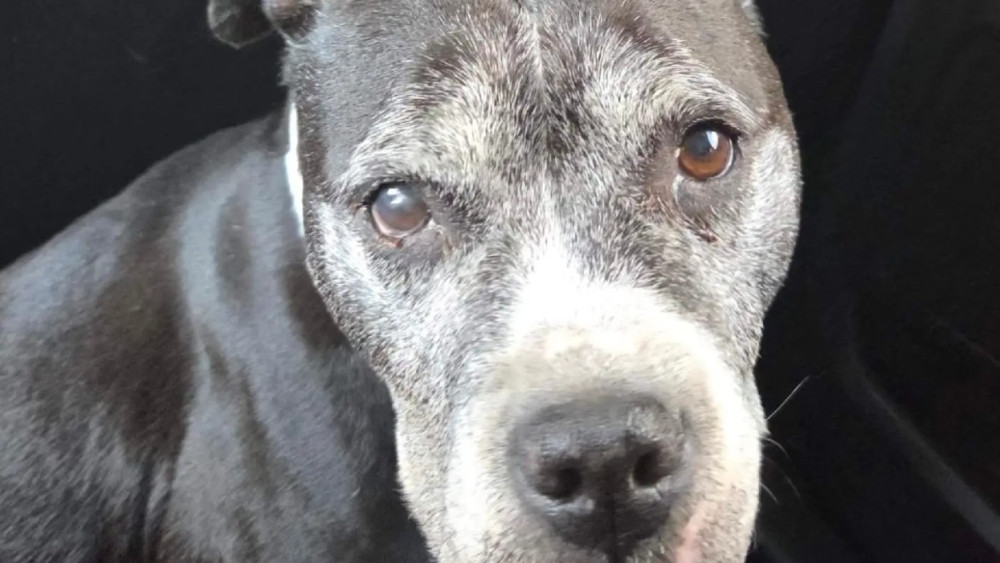 Man arrested for abusing his own dog