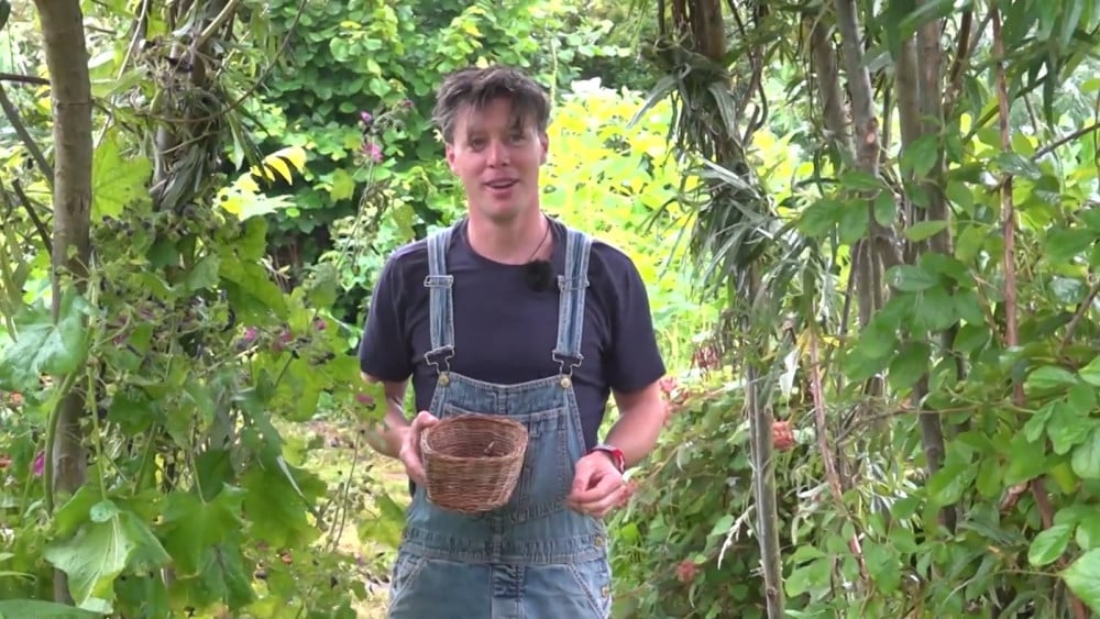 Daan lives in his own food forest in the summer, where everything is edible