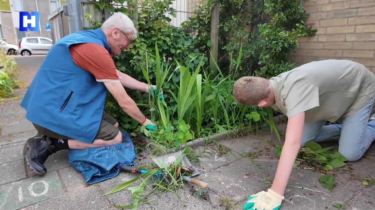 In de Indische Buurt in Haarlem maken stenen plaats voor groen