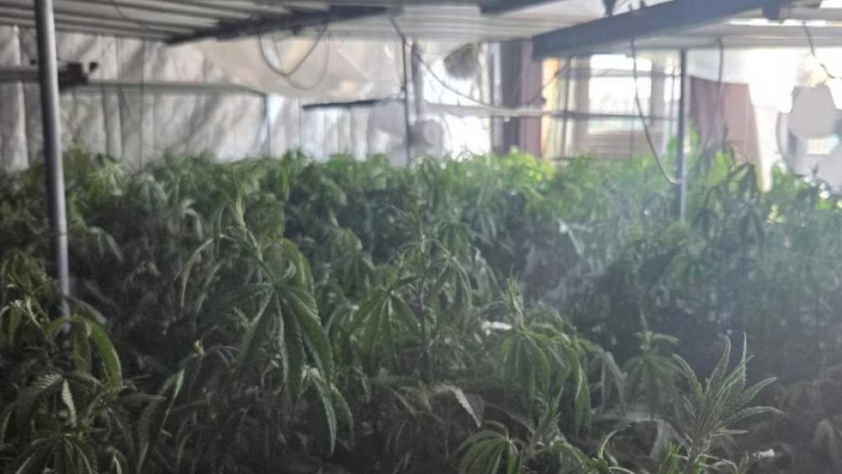 Hennepkwekerij met ruim 280 planten ontdekt in bedrijfspand Enkhuizen