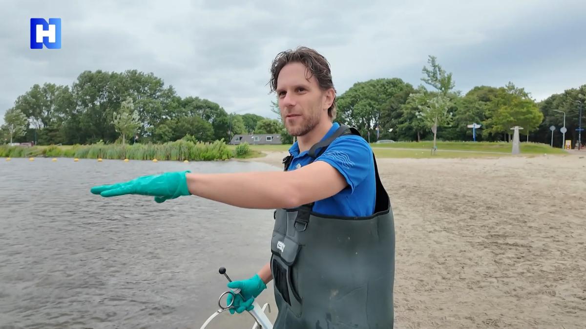 Blauwalg in overvloed deze zomer: NH volgt monster van plas naar lab