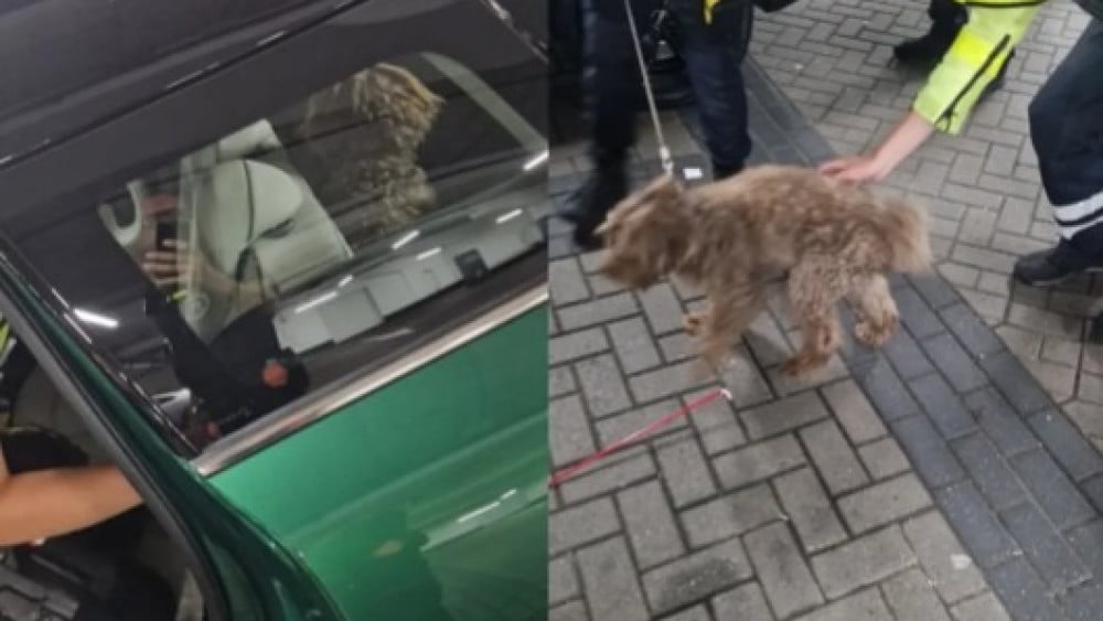 Police rescue dog from sweltering car in parking garage: "Unfortunately it happened again"