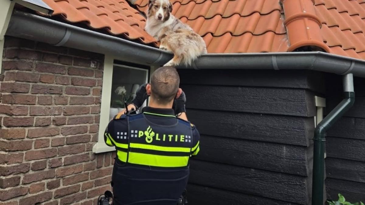 Branden in Zuid-Scharwoude en op Texel • Politie redt hond uit dakgoot