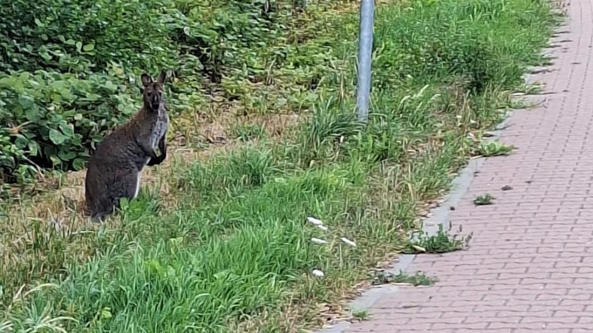 Zoektocht naar ontsnapte kleine kangoeroe (en de eigenaar) in Middenmeer