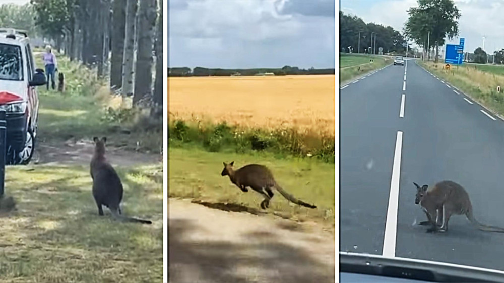 Loslopende wallaby houdt politie en bewoners in spanning: "Gevaar op de weg" Home