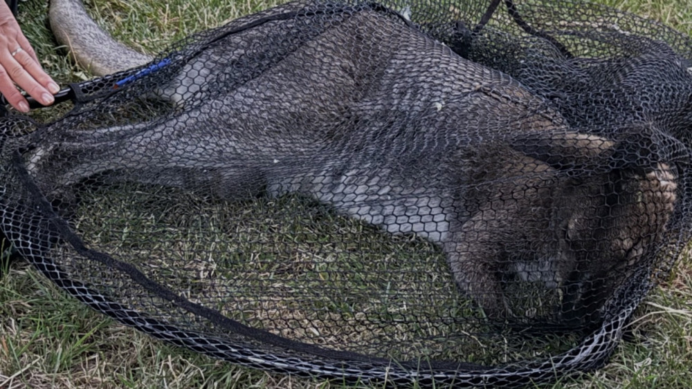 Loslopende wallaby na zoektocht van een dag gevangen