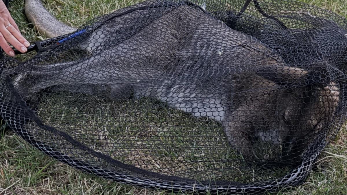 Loslopende wallaby na zoektocht van een dag gevangen