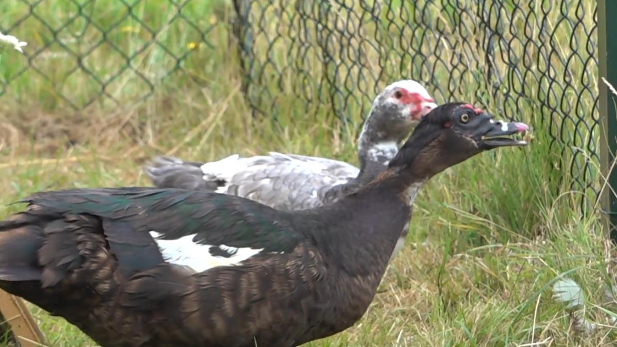 Zorgen om watervogels in Wormerland vanwege botulisme én vogelgriep: 