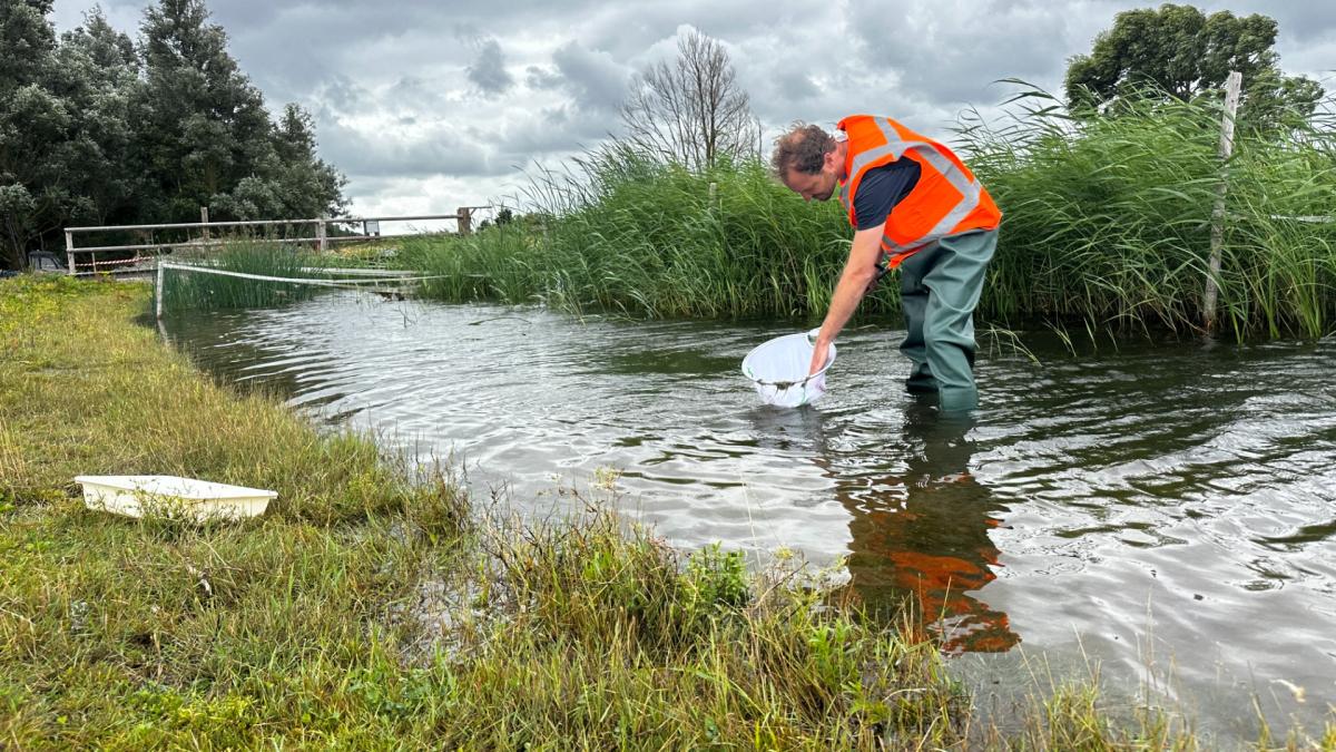 Proef met natuurlijke waterzuivering IJsselmeer levert hoopvolle waterkwaliteit op