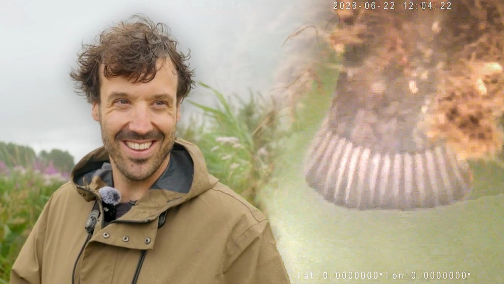 After otter, catfish spotted near nature islands along A10: "They can grow up to 2.5 meters"