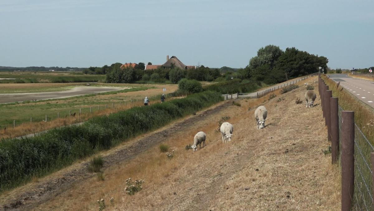 Schapen mogen weer grazen op dijken langs Waddenzee, behalve op Texel