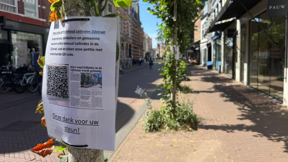 Linden tree misery in Haarlem continues: over 2,700 people sign petition