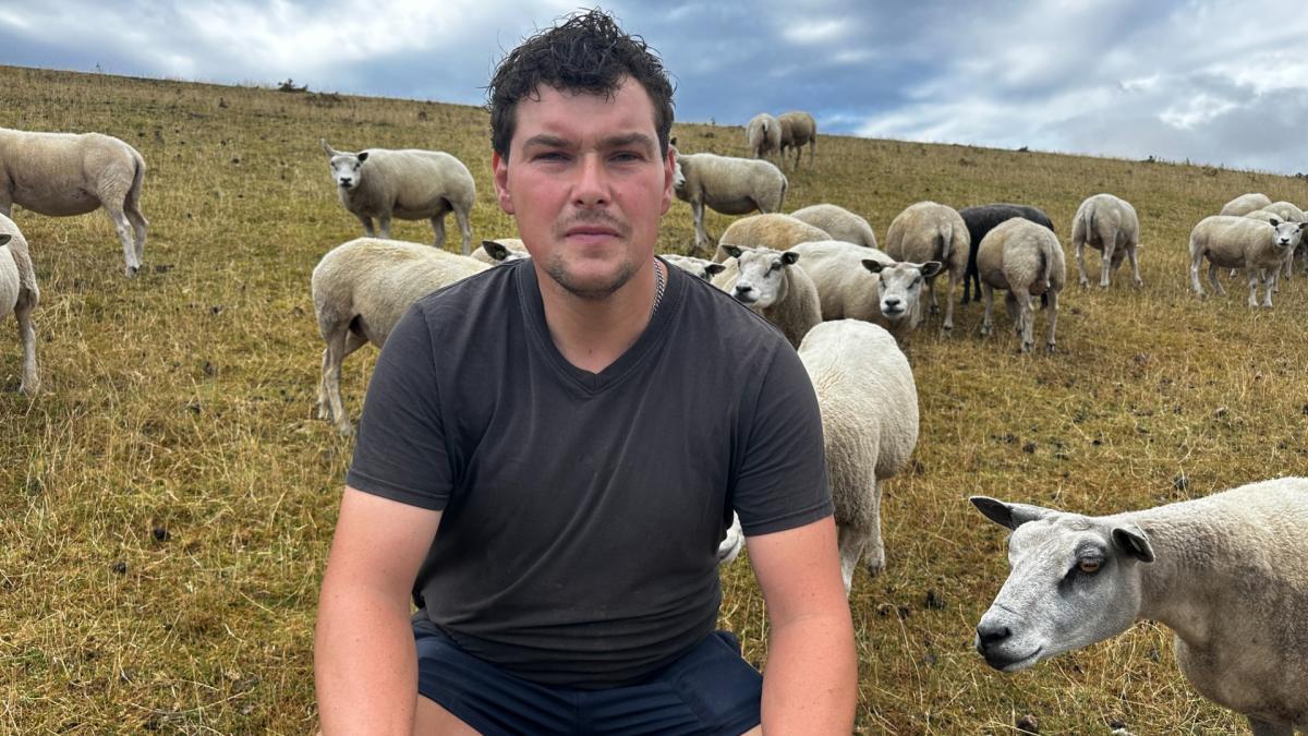 Schapen op Texel mogen door aanhoudende droogte niet langer op dijken grazen