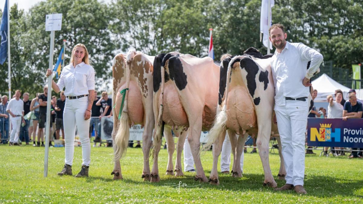 Maartens koeien glimmen: helemaal klaar voor de Landbouwtentoonstelling