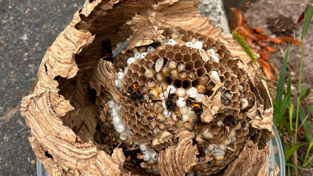 What to do if stung by an Asian hornet? An allergist explains