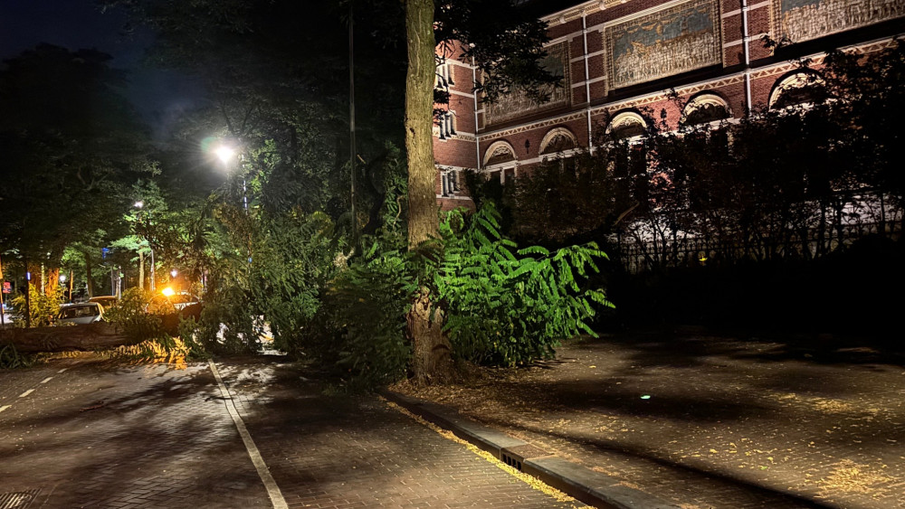 Tree falls at Rijksmuseum, taking another tree with it