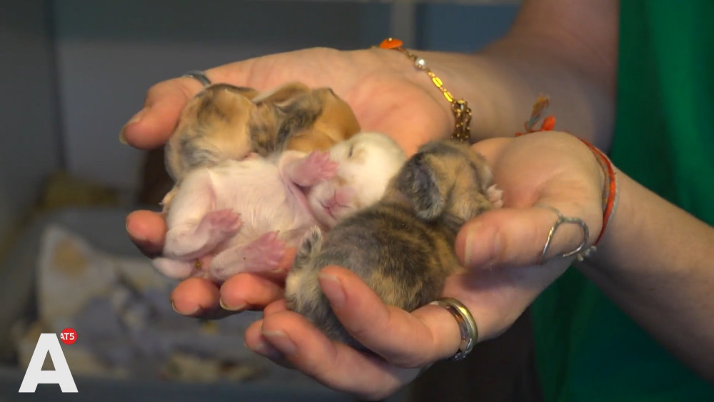 Animal shelter DOA overwhelmed with baby rabbits: "Ever thought about a rabbit? This is your sign"