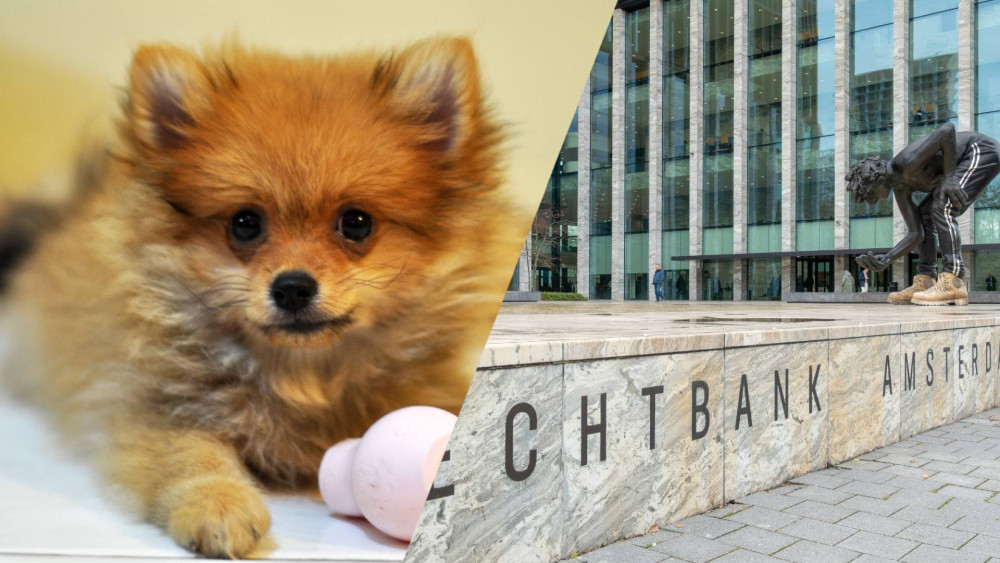 Man sentenced to community service for Pomeranian puppy scam