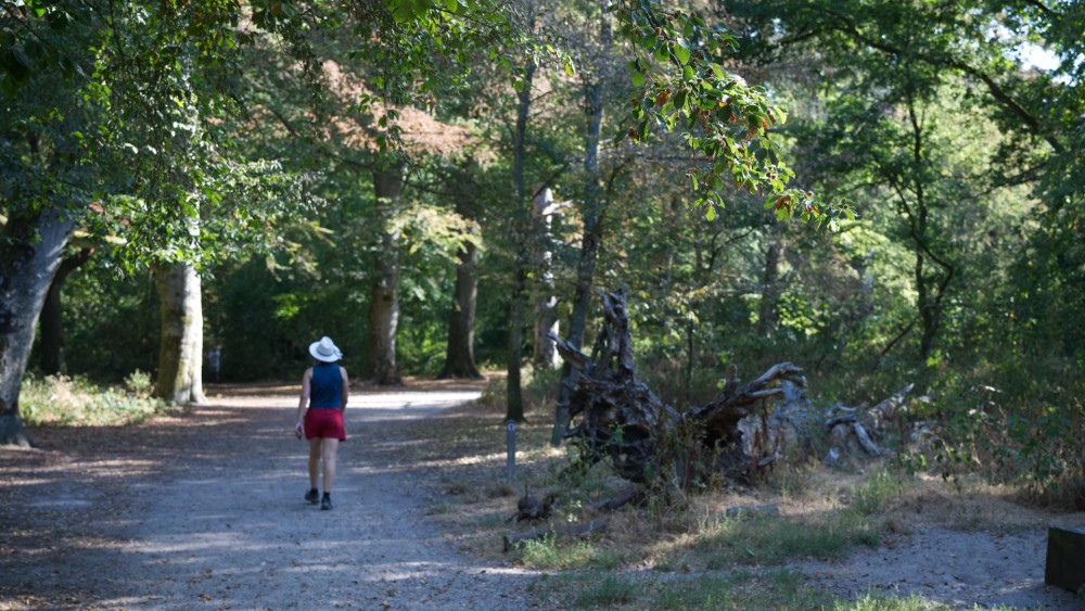 Drought in Groenendaal forest: Heemstede warns of falling branches