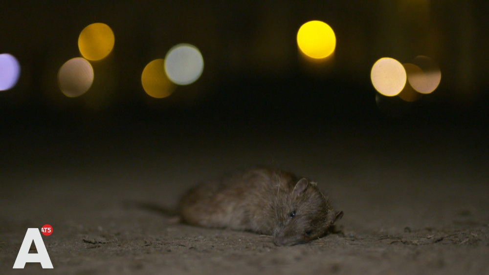 What can Amsterdam learn from other cities with a rat infestation?