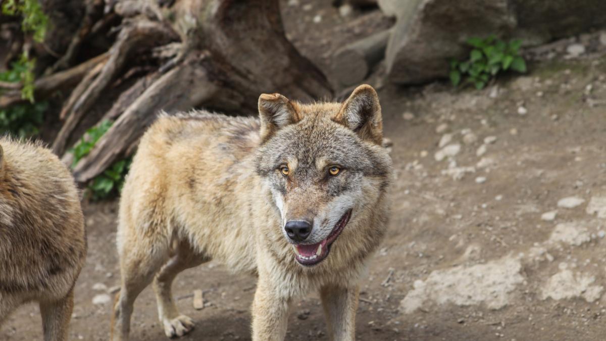 Wolf opnieuw actief in het Gooi? In één maand drie vermoedelijke aanvallen