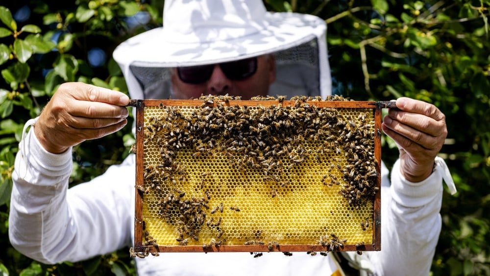 Bees struggle with drought in North Holland, except in honey haven Hoorn