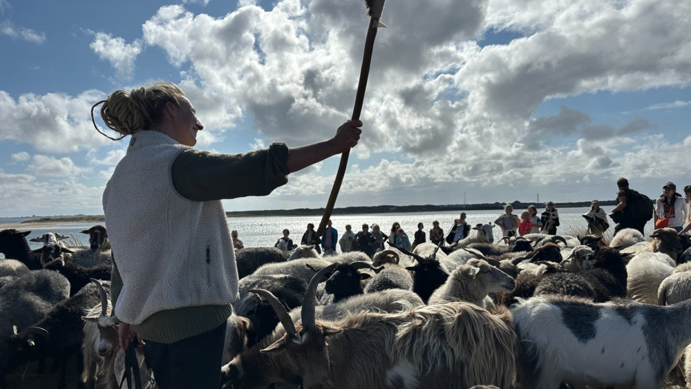 Schaapherders in estafette van Texel naar Brussel: "Erg als ambacht verloren gaat"