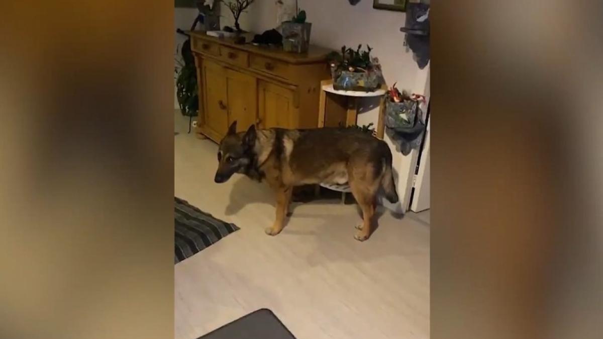 Hond van Theo dood na mogelijke vergiftiging, nu waarschuwt hij anderen