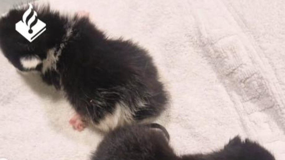 Man and woman arrested in investigation into mutilated kittens in West