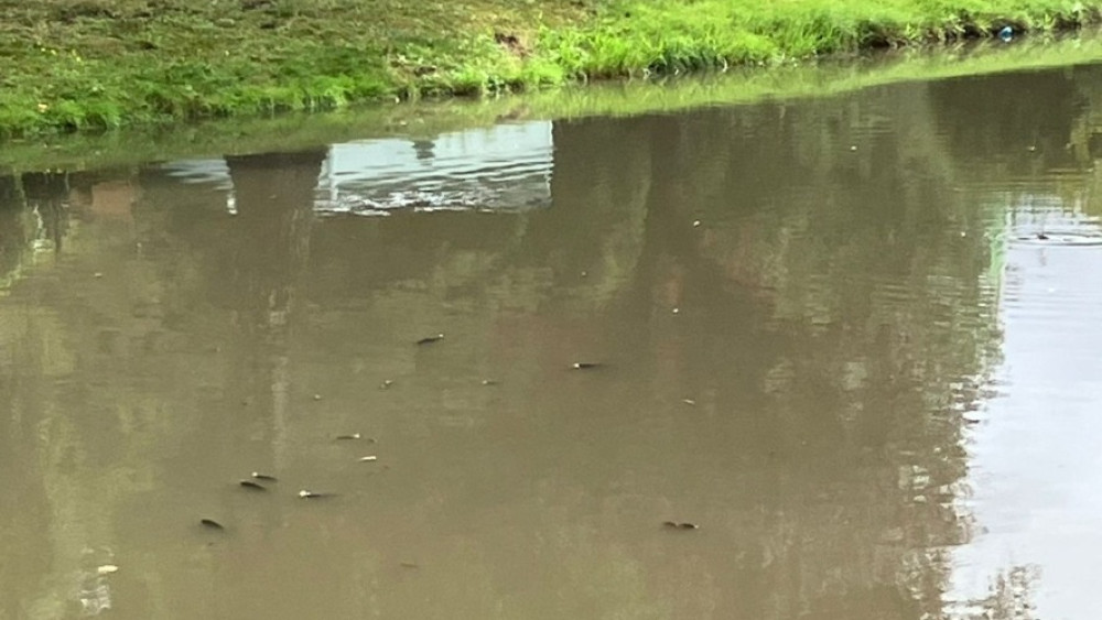 Sewer pipe bursts in North: foul air, grey water and dead fish
