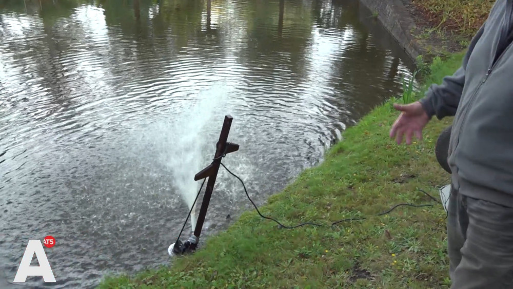 Water in Amsterdam-Noord filled with dead fish after sewer burst: "This is heartbreaking"