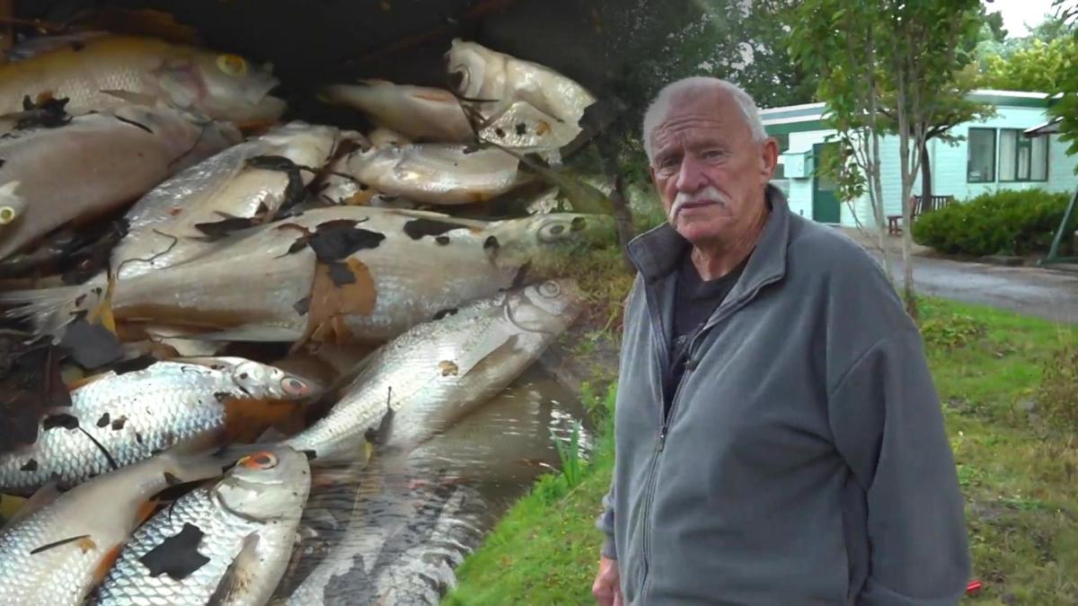 Water in Amsterdam-Noord vol dode vissen na rioolbreuk: 
