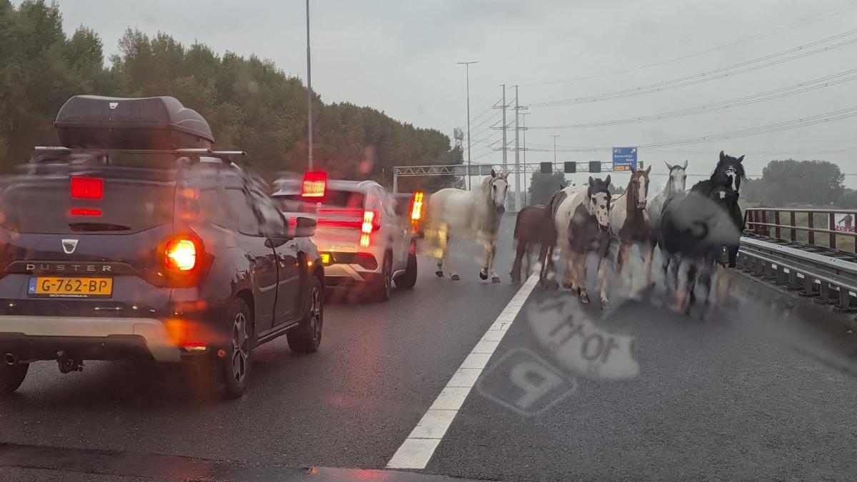 Weggebruikers op de rem door losgebroken paarden A9 bij Beverwijk