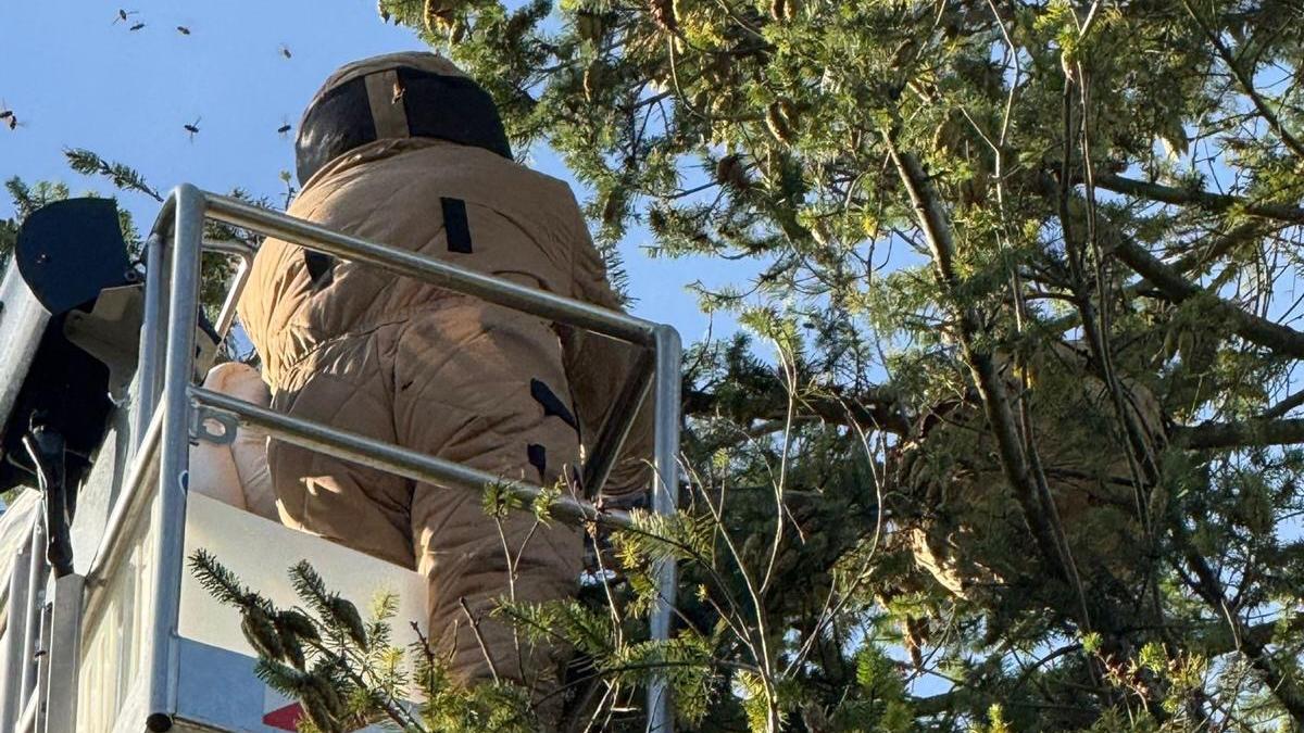 Aziatische hoornaars rukken op, toch laat provincie nesten hangen: imker maakt zich zorgen