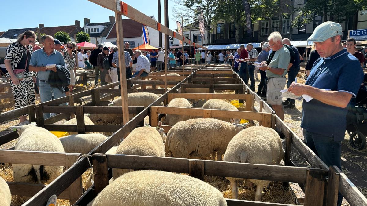 Schapenfokdag is terug, maar voor hoelang? 'Hopen dat we het in stand kunnen houden'