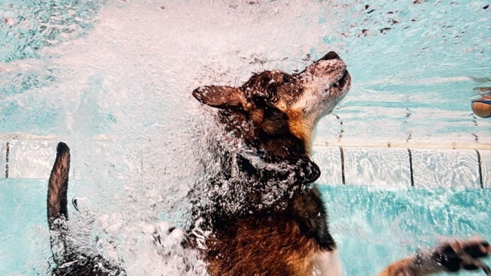 Spetterspektakel: Honden nemen zwembad Aalsmeer over tijdens hondenplons