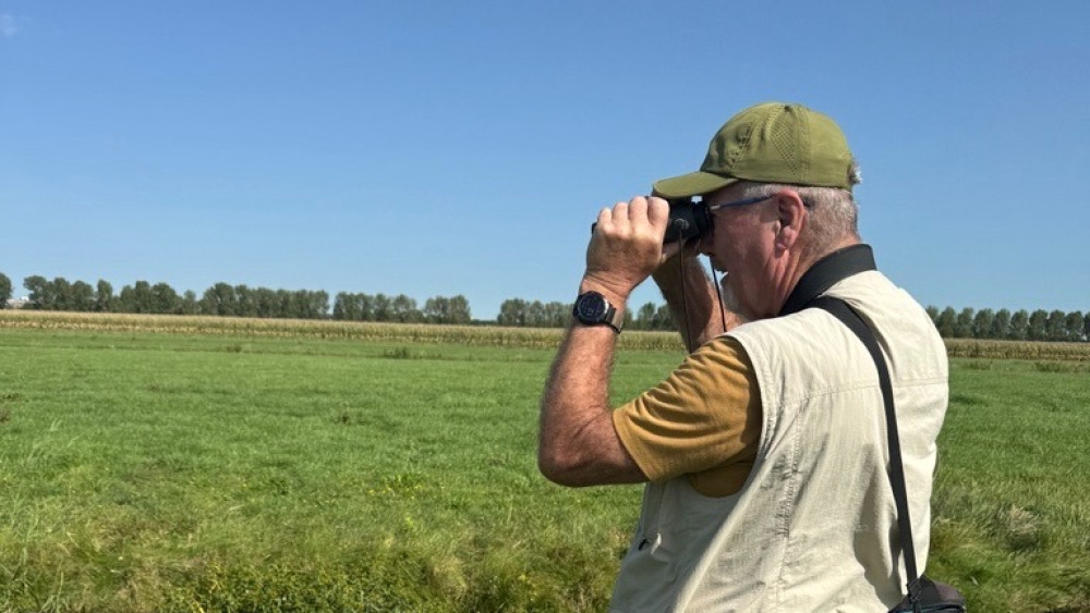 Zeldzame argusvlinder duikt massaal op in Amstelveense polder