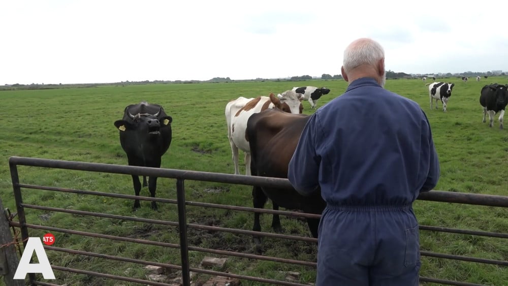 Continued concerns for farmer Willem from Ransdorp after sewer collapse: "I'm keeping a close eye on my livestock"