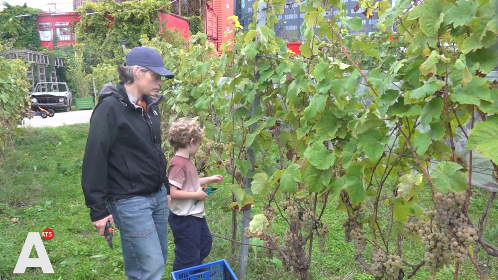 Climate change is actually beneficial for urban vineyard: "We can harvest twice now"