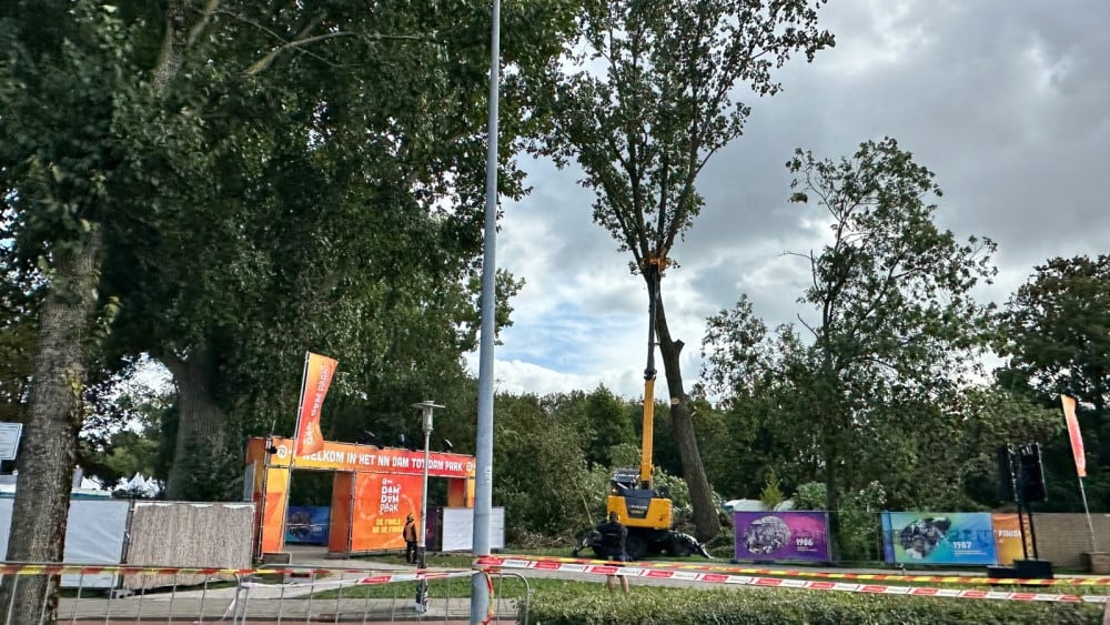 Tree at Dam tot Damloop festival site in danger of falling