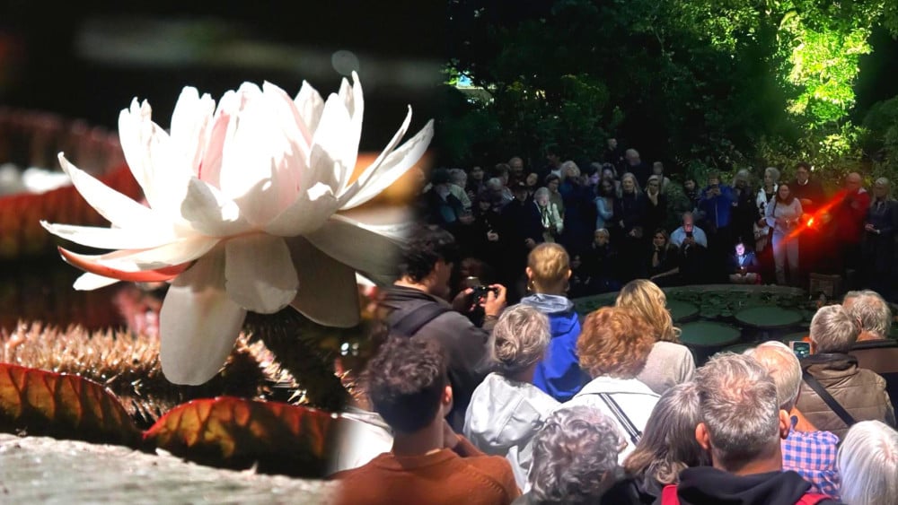 Huge interest in 'crispy white' giant water lily flower at the Hortus