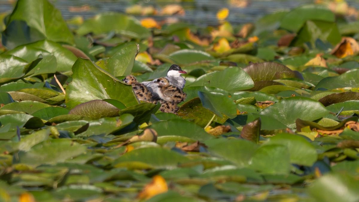 Zeldzame witwangstern broedt in Ankeveense plassen