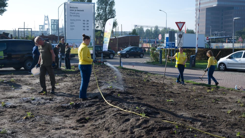 Volunteers brighten up parking lot: 'Bringing the dunes into Haarlem'