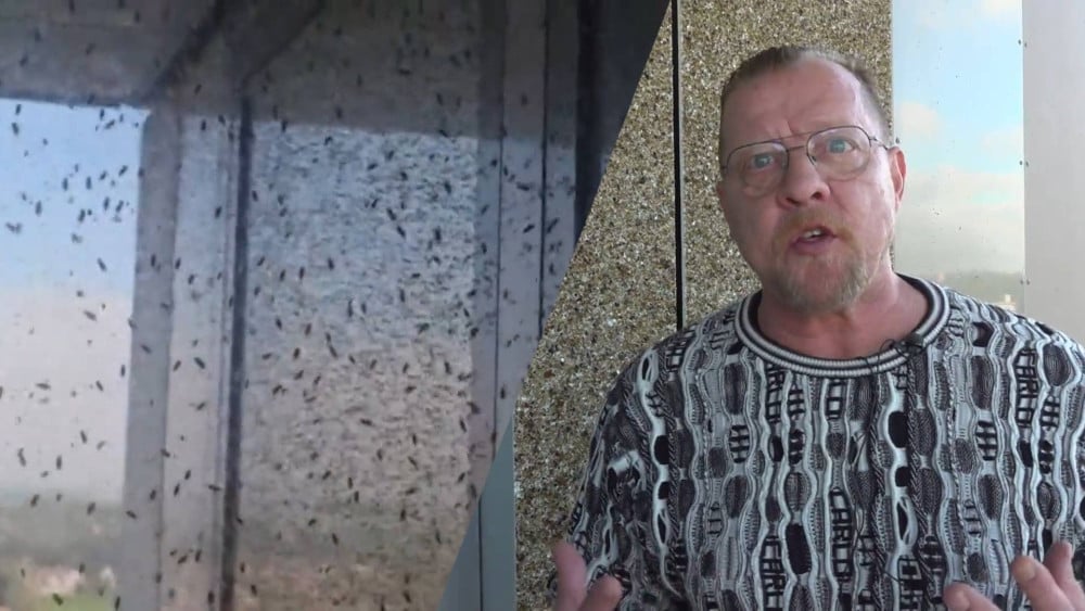Bizarre fly infestation in North senior apartments: "It's driving me crazy"