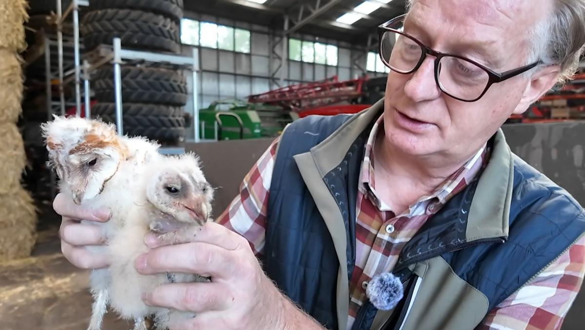 Nestcontrole kerkuilen mondt uit in reddingsactie
