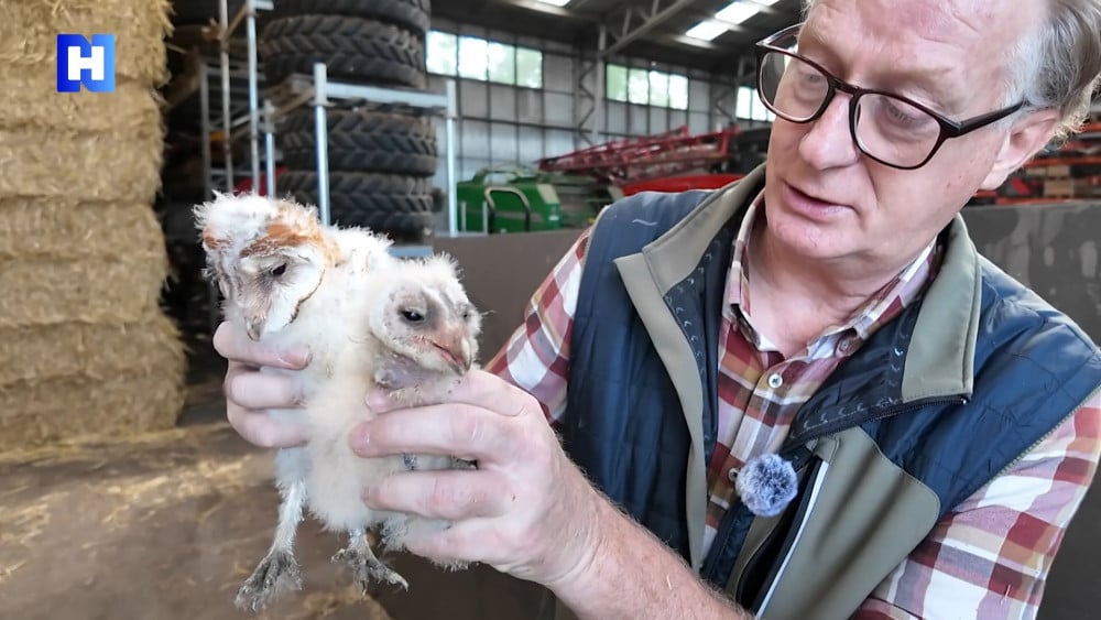 Record year for barn owls takes an unexpected turn: rescue mission in farm barn