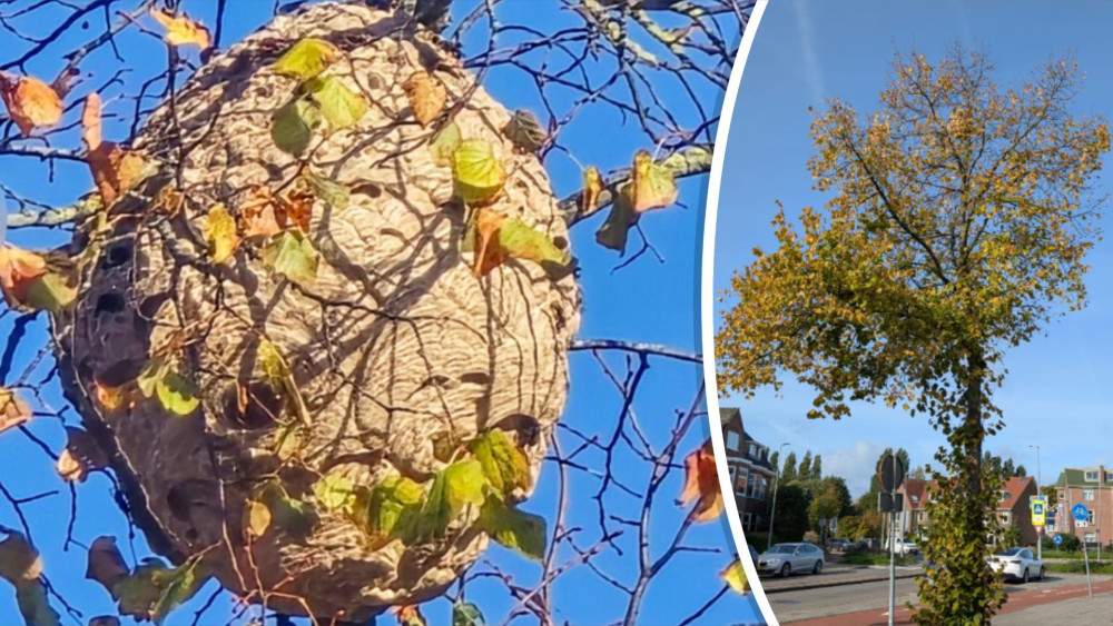 Four hornet nests in Haarlem: beekeepers seek funding for removal